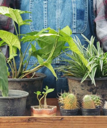 close-up-picture-hand-holding-wooden-tray-which-full-pots-plants